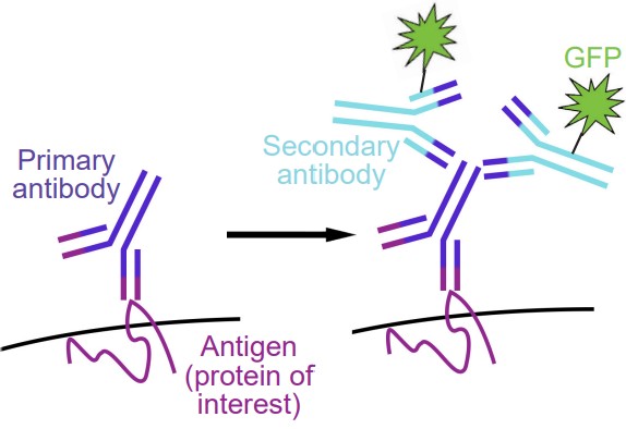 Visualization of a primary antibody binding to a protein of interest and a secondary antibody binding to the primary binding