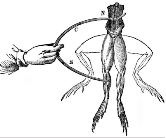 Illustration of electrically activating a nerve in a frog leg