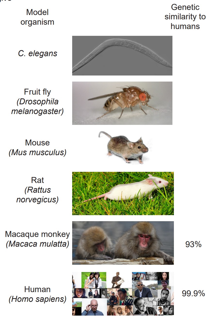 Image of a C. elegan, fruit fly, mouse, rat, macaque monkey, and humans