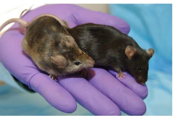 Image of a rat with lighter hair and a rat with darker hair
