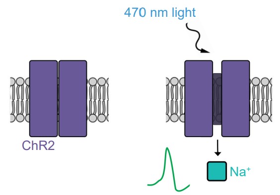 Visualization of blue light opening a channel protein