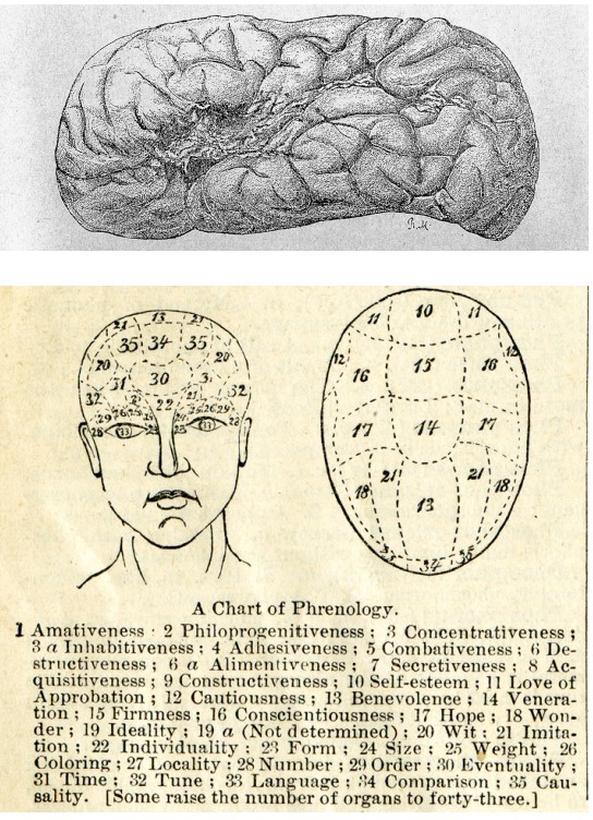 Drawing of a relatively flattened brain and a drawing of the brain labeled according to phrenology