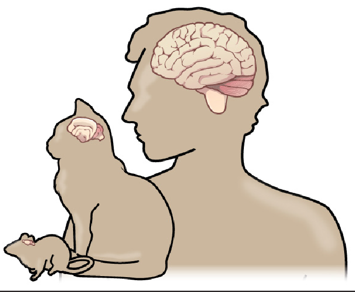 Diagram of transparent rodent, cat, and human with brains displayed