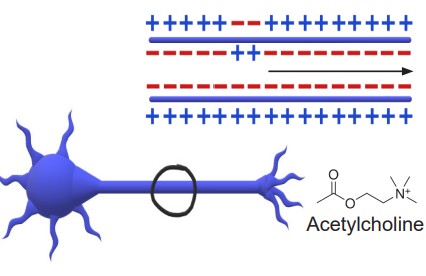 Diagram demonstrating the changing electrical properties of neurons
