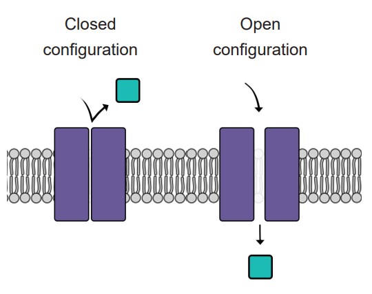 Visualization of a closed ion channel and an open ion channel on the cell membrane