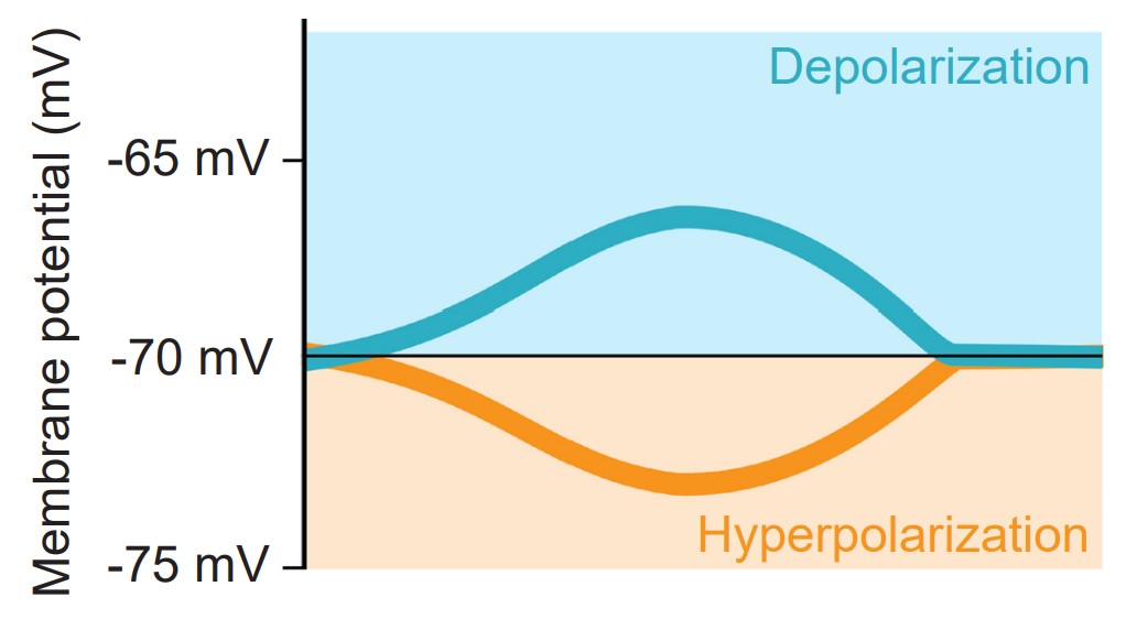 Graph showing when membrane potential is depolarized versus hyperpolarized