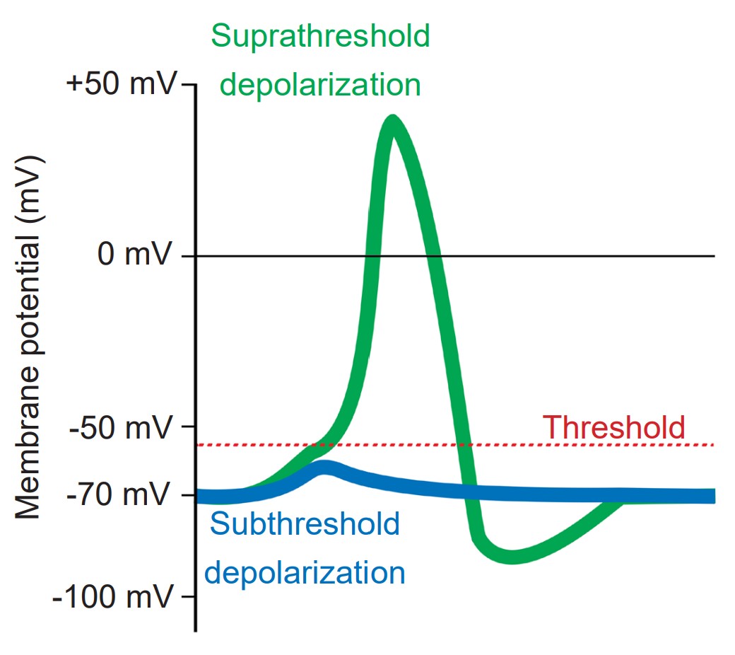 Graph showing membrane potential over the action potential process