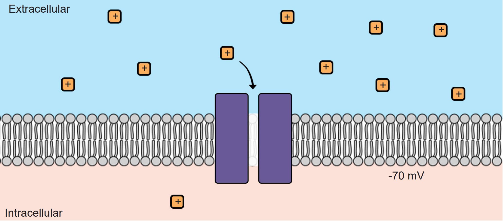 Visualization of how positively charged ions move into a negatively charged cell when sodium channels open
