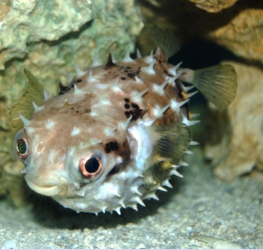 Image of a pufferfish
