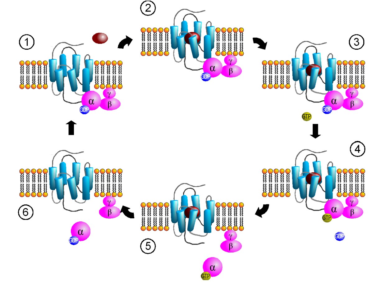 Diagram of the stages of G protein activation from GPCRs