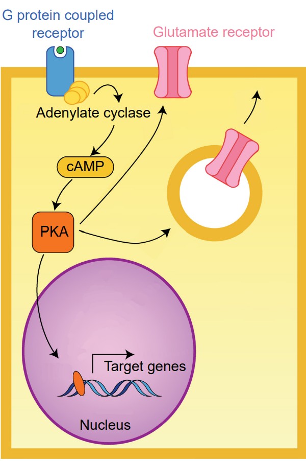 This image displays a cell membrane with a G-protein coupled receptors that has a Gs alpha subunit. The process that is activated when this receptor is activated is pictured involves cAMP, PKA, the cell nucleus/protein synthesis, and glutamate receptor activation. This subunit is excitatory through adenylate cyclase signaling.