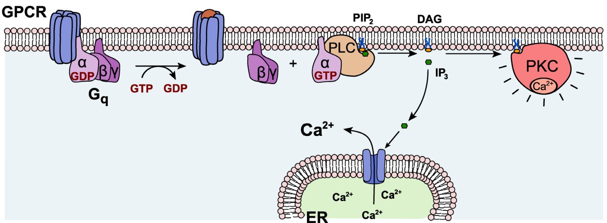This image displays a cell membrane with a G-protein coupled receptor that has a Gq alpha subunit. Activation of this subunit leads to activity in enzyme phospholipase C (PLC). PLC eventually produces two signaling molecules: soluble inositol triphosphate (IP3) and the membrane-embedded diacylglycerol (DAG)