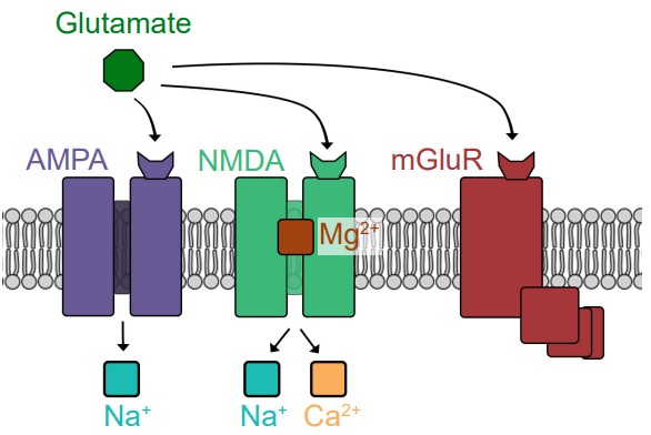 Diagram of Glutamate acting as a neurotransmitter for AMPA, NMDA, and mGluR