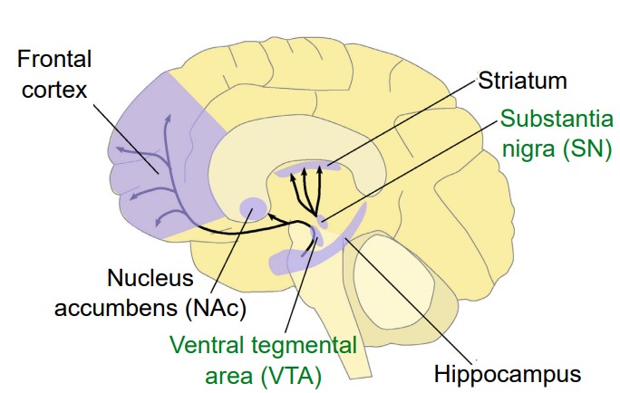 Diagram of a brain labeled with Frontal Cortex, Striatum, Substantia nigra, Nucleus accumbens, Ventral tegmental area, and the hippocampus