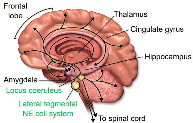 Diagram of brain with the Locus Coeruleus and Lateral tegmental NE cell system labeled