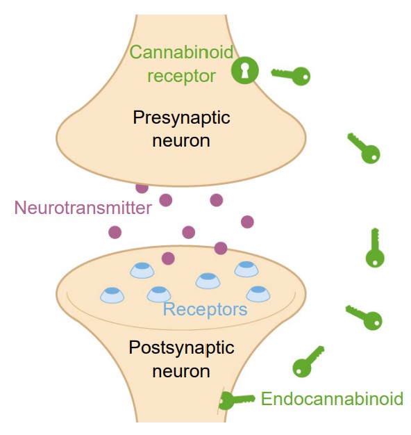 Visualization of Endocannabinoids path from postsynaptic neurons to cannabinoid receptors