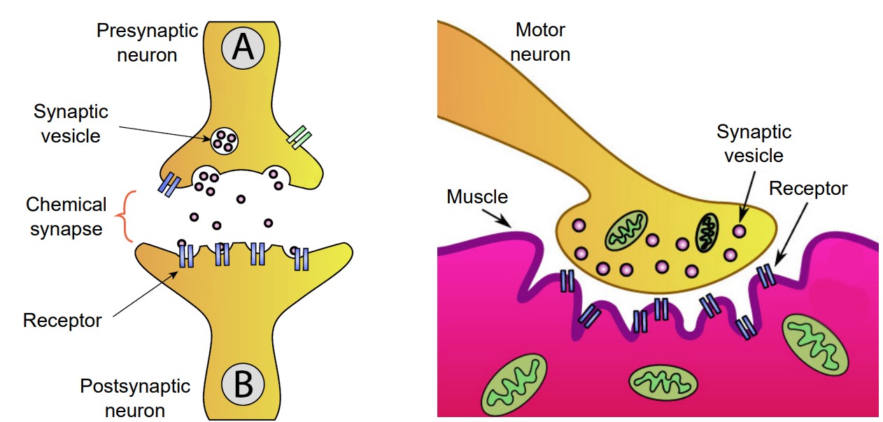 Visualization of neurons interacting via chemical synapse and a neuromuscular junction