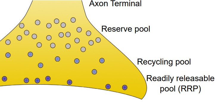 Diagram of the regions of the axon terminal