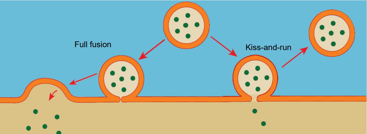 Visualization of the two ways synaptic vesicles can fuse to the cell membrane