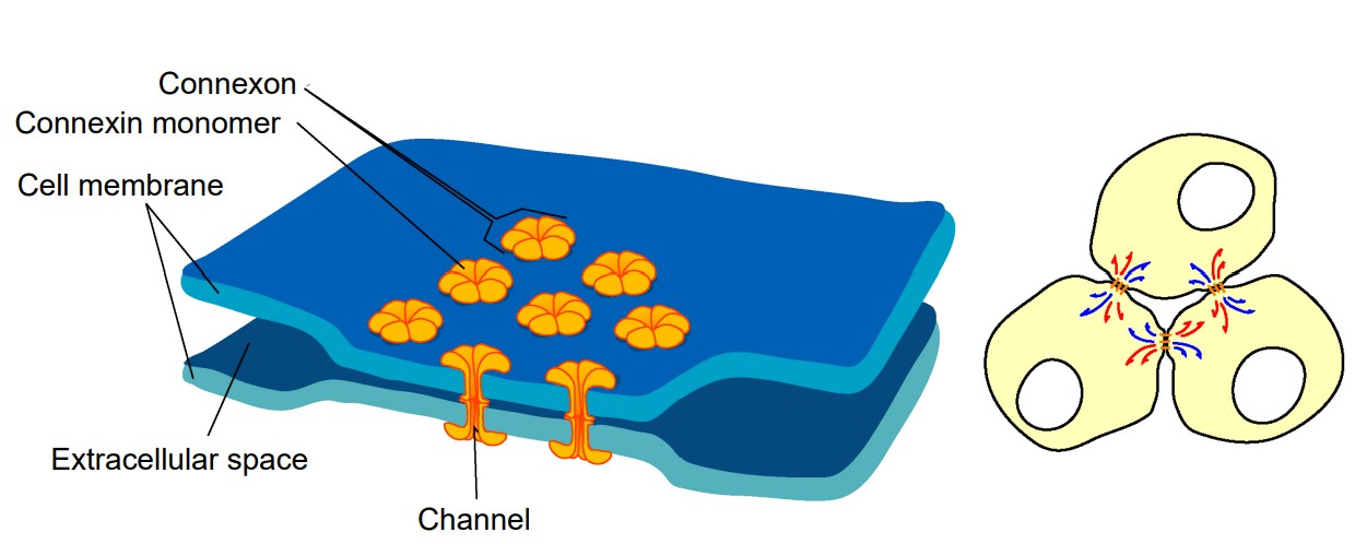 Diagram of three neurons connected together with a visualization of their cell membranes sharing channels