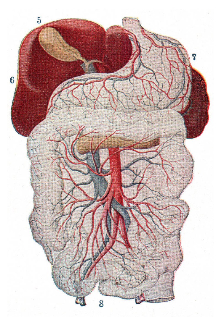 Drawing of the hepatic portal system