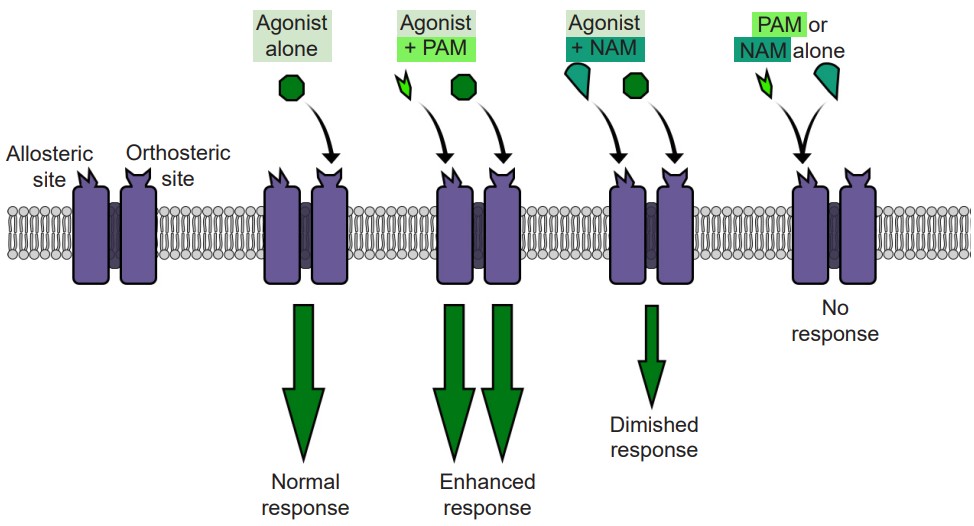 Visualization of the level of response from agonists and allosteric changes