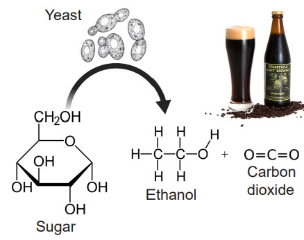 Diagram showing how sugar and yeast makes ethanol, which when paired with carbon dioxide, makes alcohol