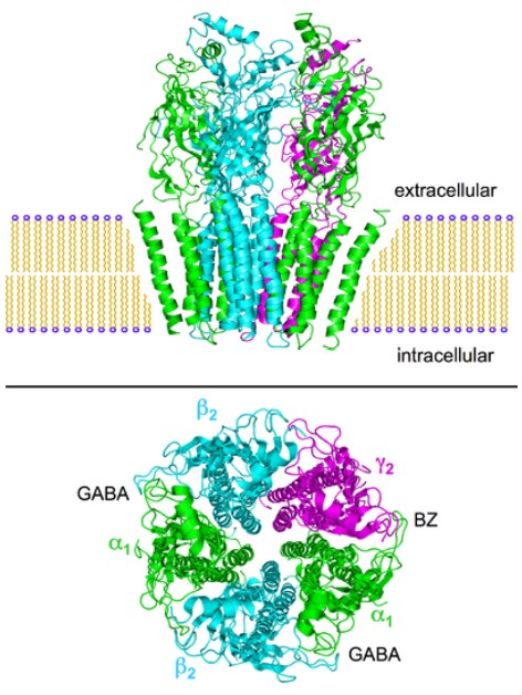 This image displays a cell membrane with a nicotinic acetylcholine receptor using molecular modeling to visualize the various subunits. The second image is a top-down visualization of the same receptor and each subunit is labeled.