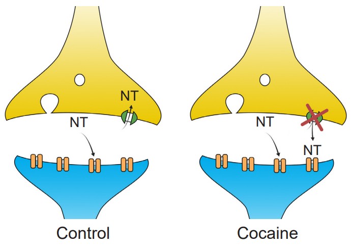 Visualization of how cocaine blocks inhibitors
