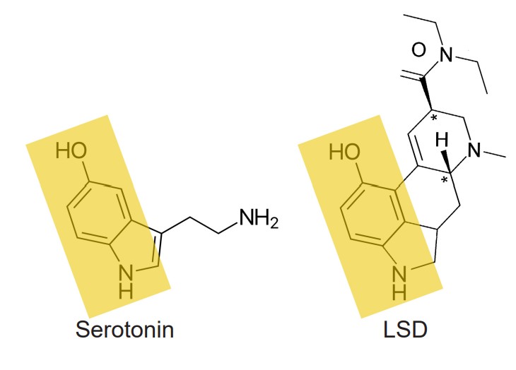 Structure of LSD and Serotonin