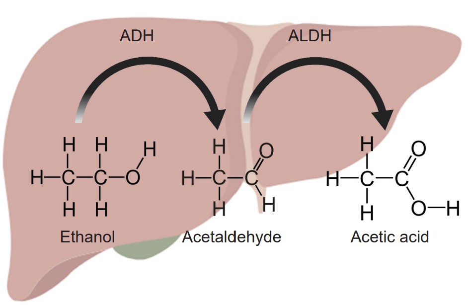 Visualization of alcohol breaking down into acetaldehyde and then to acetic acid