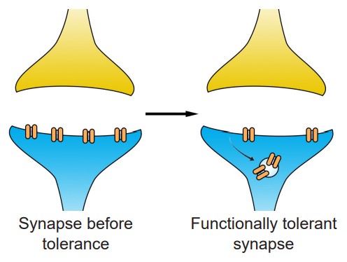 Visualization of synapses entering the cell and tolerance increasing