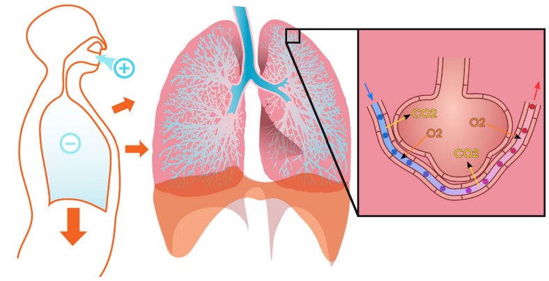 Visualization showing how inhalation leads to exchange of CO2 for O2 in the lungs' bloodstream