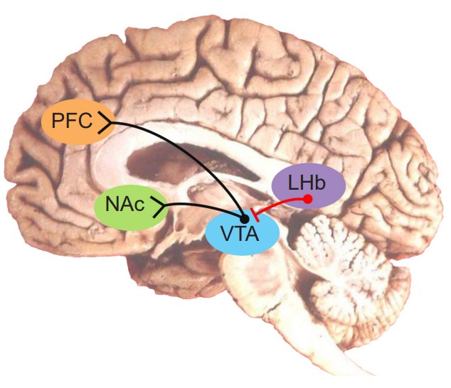 Diagram of a brain with PFC, NAc, VTA, and LHb labeled