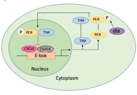 Diagram of a cell visualization the interaction between TIM and PER proteins