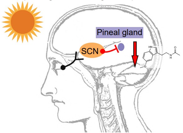 Diagram of a head showing how light sends signals to the uprachiasmatic nucleus, which then blocks the pineal gland from producing melatonin