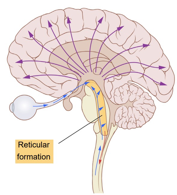 Diagram of the eye and brain showing the reticular formation