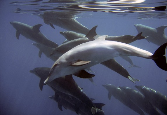Image of dolphins