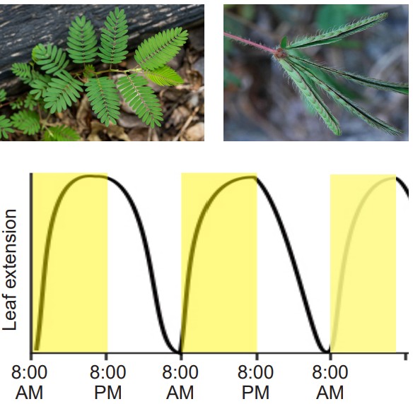 Image of a mimosa plant with its leaves open and closed, aligned with a graph showing the time of day