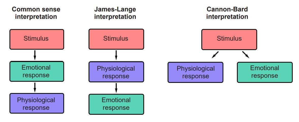 Shows how stimulus relates to emotional and physiological responses in the Common Sense Interpretation, James-Lange Interpretation, and the Cannon-Bard Interpretation