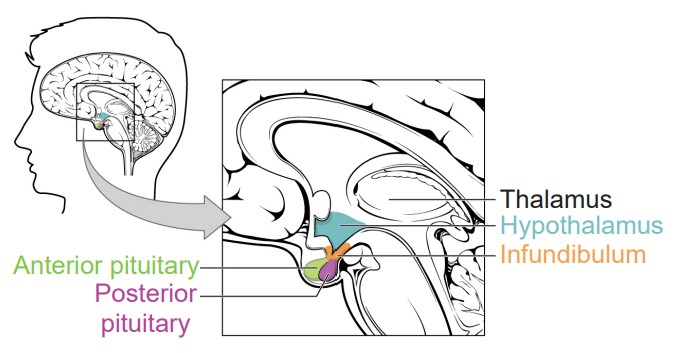 Anterior Pituitary, Posterior Pituitary, Thalamus, Hypothalamus, and Infundibulum labeled in the brain
