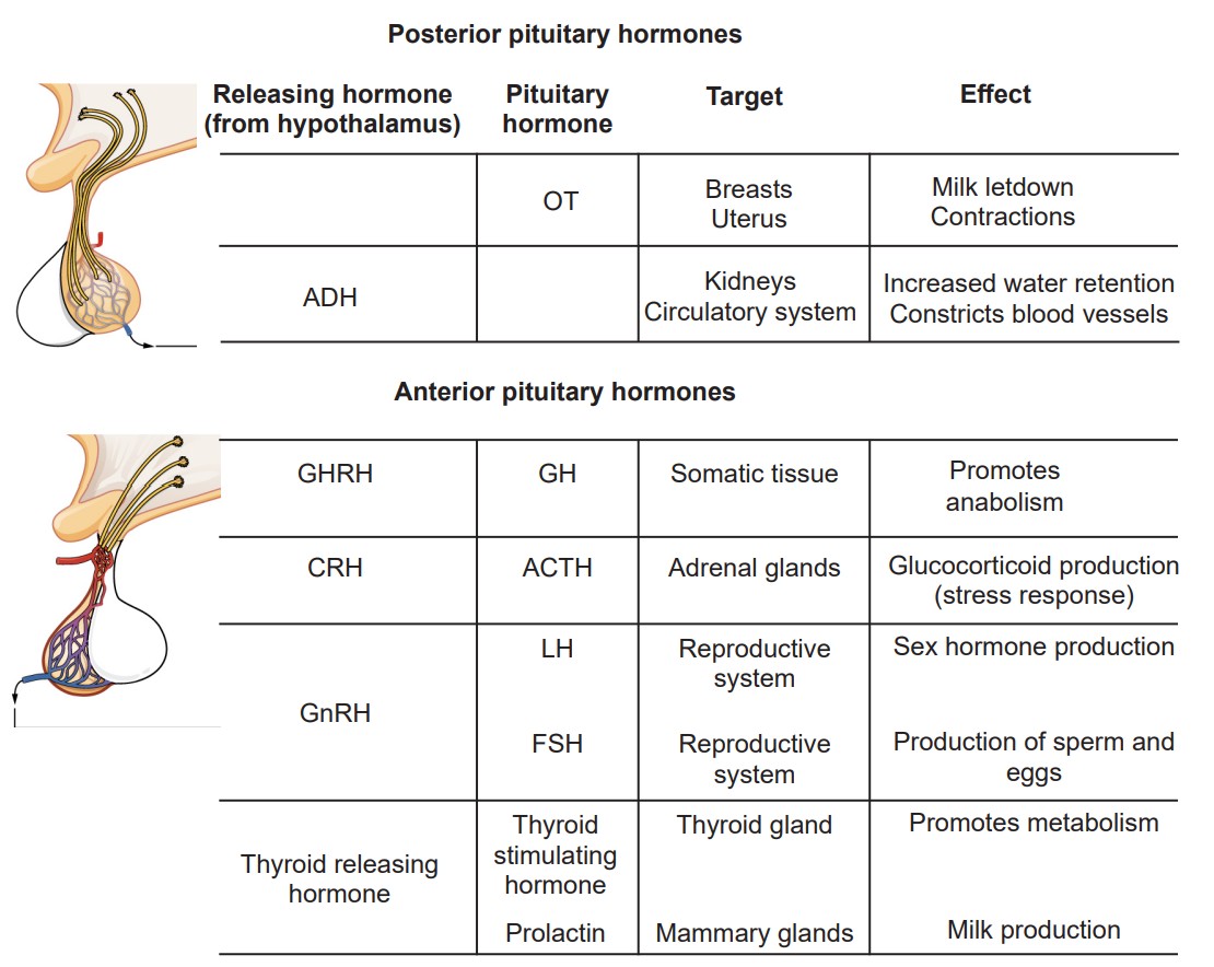 Chart listing hormone target and effects in the posterior and anterior pituitary glands