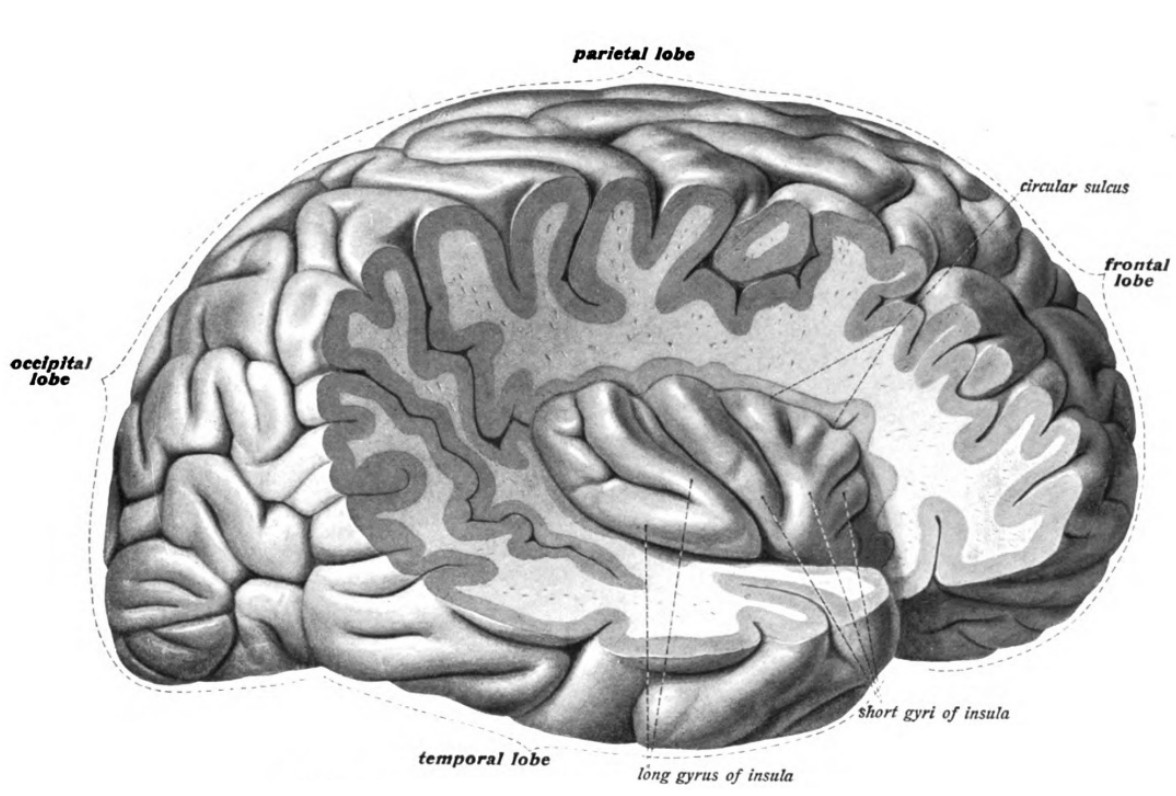 The lobes and the insular cortex labeled in the brain