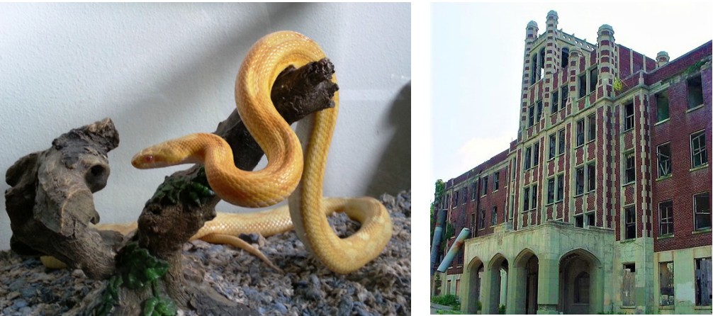 Image of a snake and a haunted house