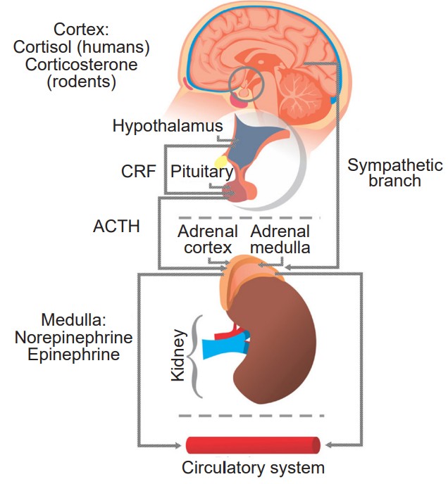 Diagram highlighting the response to stress from the hypothalamus down to the circulatory system