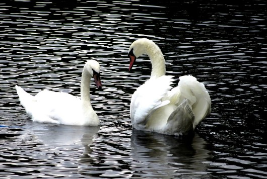 Two mated swans