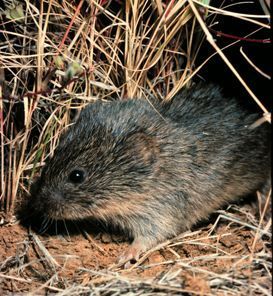 Image of a Prairie vole
