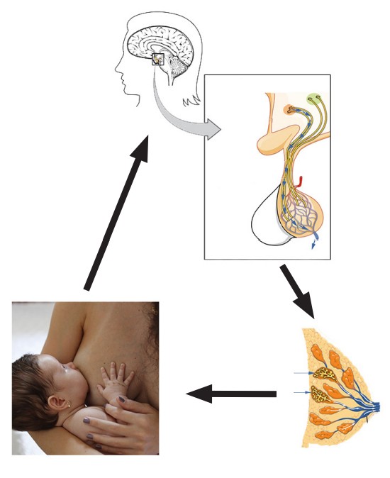 Diagram of the cycle in which mothers produce milk from sensory inputs sent to the hypothalamus, which in turn produces oxytocin which produces milk again