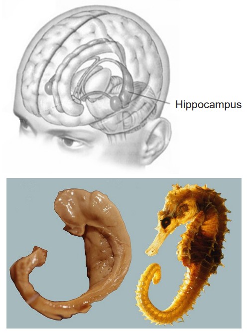 The hippocampus labeled in the brain. The hippocampus side-by-side with a seahorse