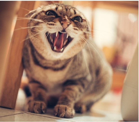 A cat expressing anger